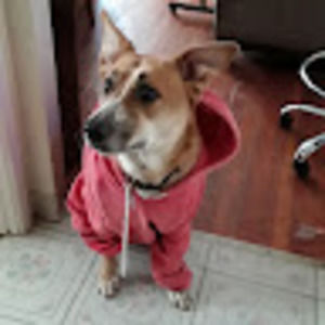 Meet your Posher, Kitty